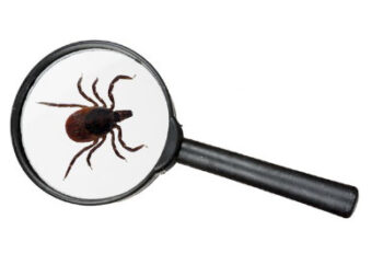 Ixodes-suvun punkki. Kuva: ADOBE/AOP